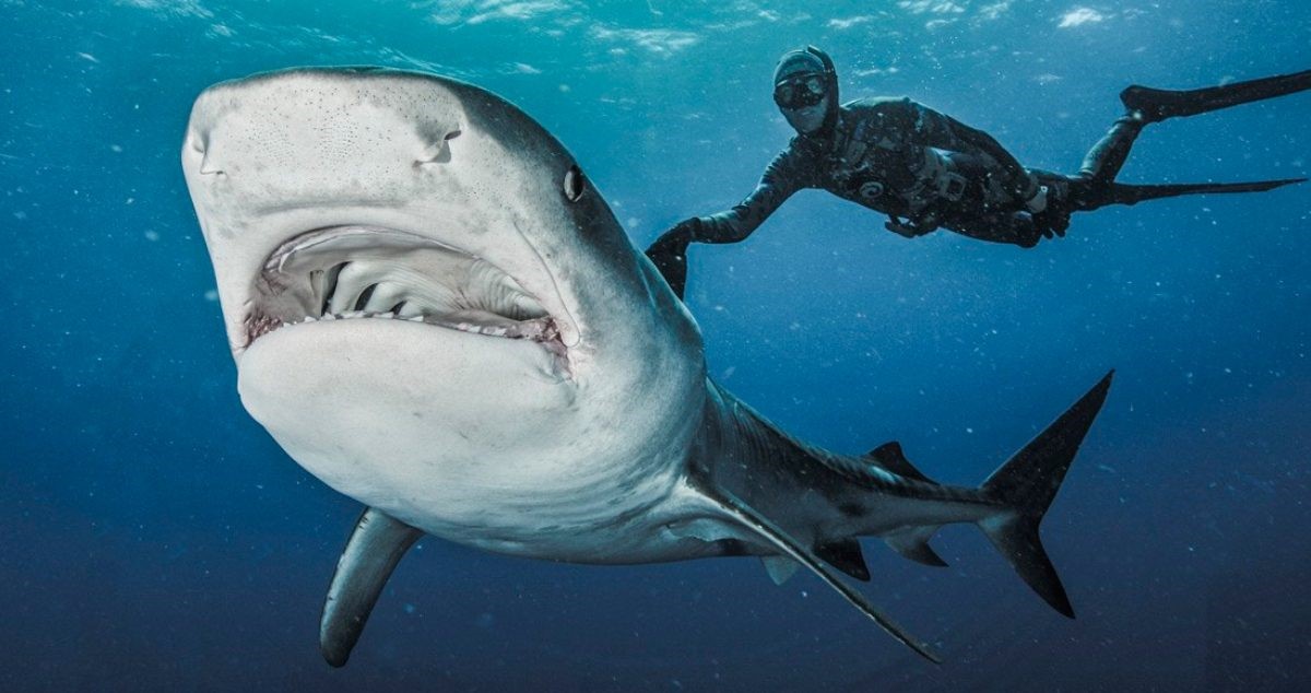 Tiburones en las Maldivas