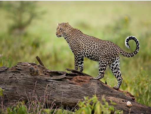Fauna del Parque Nacional de Absheron